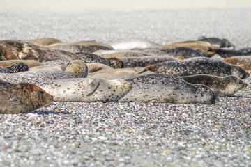 Rookery of seals and people around at Helgoland island, Germany, summer