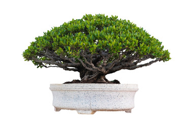 Bonsai trees on white background, Isolated image with clipping path