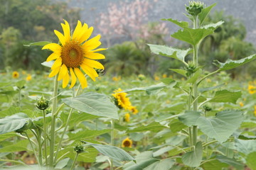 sunflower garden 