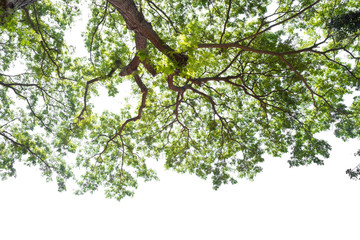 beautiful tree and leaf texture bachground on white and a free space