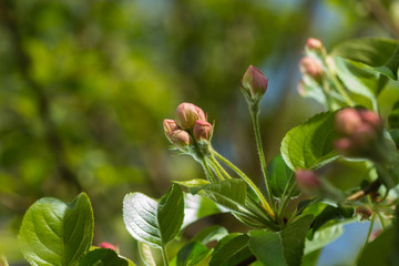 Rosa Knospen, grüne frische Blätter im Frühling