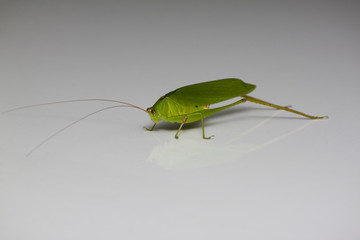 Green grasshopper on the white floor of the car at night.