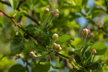 Rosa Knospen, grüne frische Blätter im Frühling