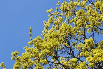 Spring Green Leaves