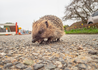 Young hedgehog seen from ground level crossing a village road near some road works. © Christine Bird