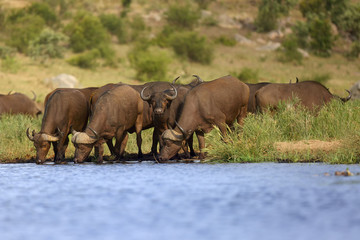 The African buffalo or Cape buffalo (Syncerus caffer) herd of buffalo on the shore of waterholes.
