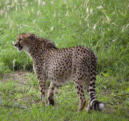 cheetah in Kruger park
