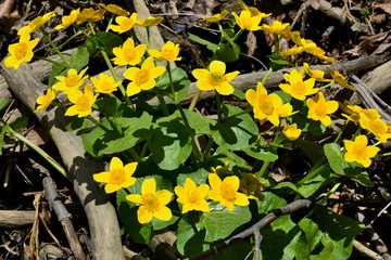 Marsh marigold yellow flowers  at spring time