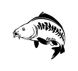 carp fish