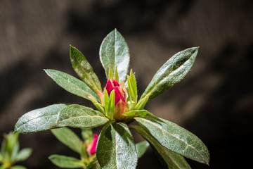 geschlossene Blüte einer azalee