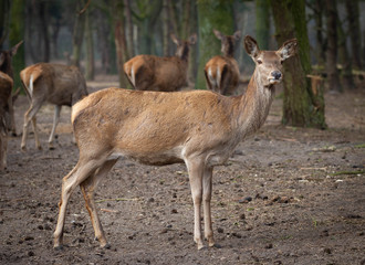 deer female