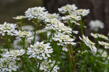 Arabis caucasica flowers in the garden springtime