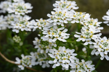 Arabis caucasica flowers in the garden springtime