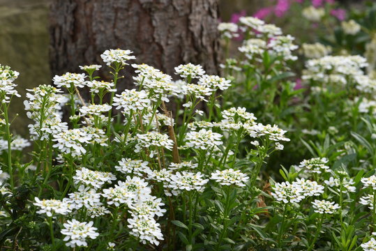 Arabis caucasica flowers in the garden springtime