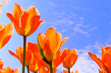 Naklejka premium Tulipan fiol