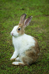 Cute rabbit.