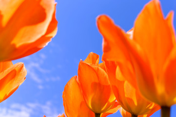 Pomarańczowy tulipan 5