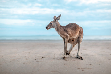 Känguru am Strand in Australien