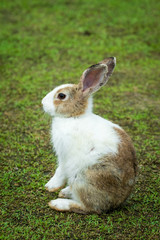 Cute rabbit.