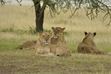 trois lionne tanzanie