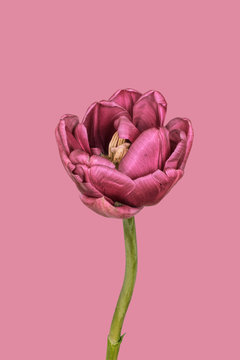 Tulip against plain background, pink