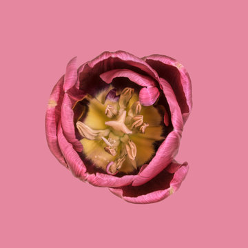 Tulip against plain background, pink