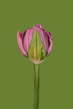 Tulip against plain background, pink and green