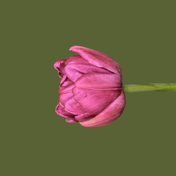 Tulip on plain background, pink and green