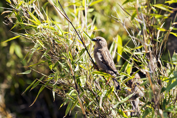 Sparrow, small bird