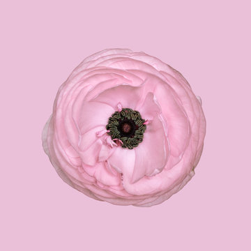 Ranunculus against plain background, pink