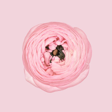 Ranunculus against plain background, pink
