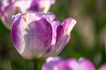 Fototapeta na wymiar Tulip in Sakura City, Chiba Prefecture, Japan