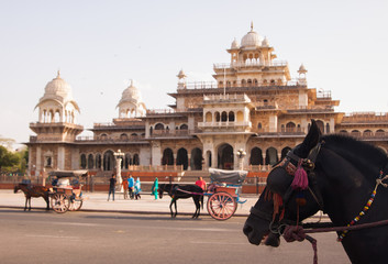 Close up view of horse head with harness and Albert Hall Museum background with other horses with...