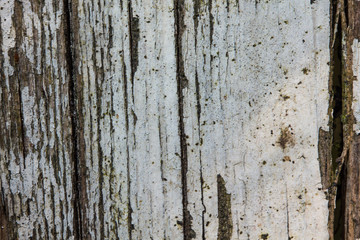 Obraz premium verwitterte und verkommene Holz Textur im Außenbereich