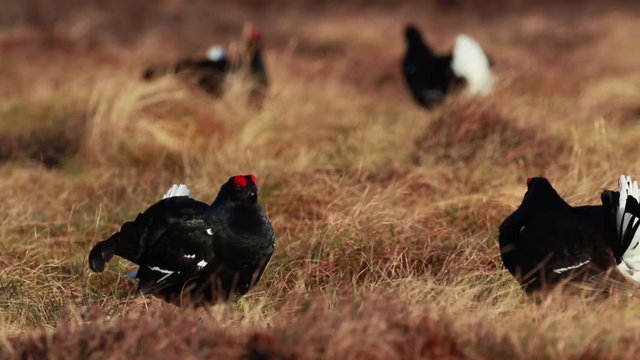 Black grouse males, Lyrurus tetrix, at the lek competing for mating rights on a moorland in cairngorms national park, scotland.
