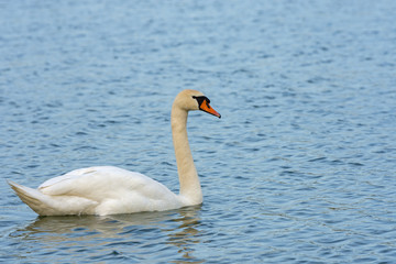 beautiful white swan floats on the lake