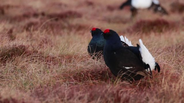 Black grouse males, Lyrurus tetrix, at the lek competing for mating rights on a moorland in cairngorms national park, scotland.