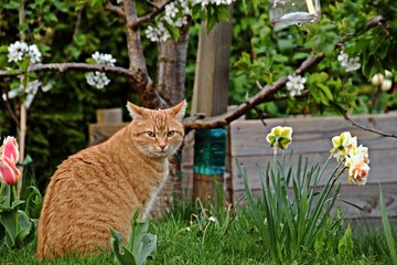 rote Katze im blühenden Frühlingsgarten
