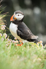 Obraz premium Puffin at Latrabjarg Cliff