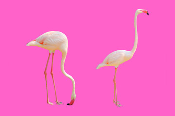 Background flamingo bird eating