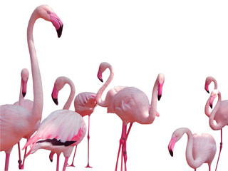 White background, Flamingo