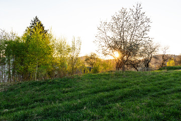 Obraz premium Gold autumn scenery in a forest with the sun casting beautiful rays of light through the foliage unto a footpath