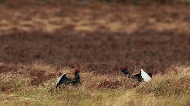 Black grouse males, Lyrurus tetrix, at the lek competing for mating rights on a moorland in cairngorms national park, scotland.