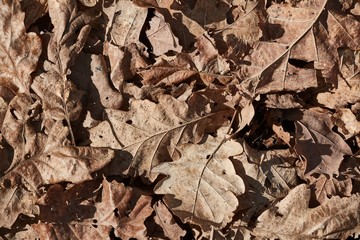 Forest Floor Dry LEaves