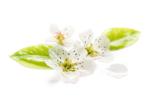 Blossoms pear tree Spring flowers white background