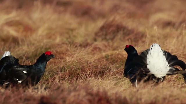 Black grouse males, Lyrurus tetrix, at the lek competing for mating rights on a moorland in cairngorms national park, scotland.