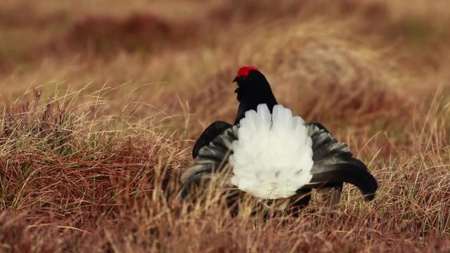 Black grouse males, Lyrurus tetrix, at the lek competing for mating rights on a moorland in cairngorms national park, scotland.