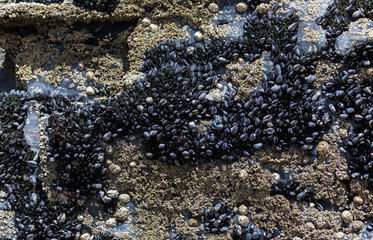 Wild mussels growing on coastal cliffs of the wild atlantic way on the west coast of Ireland