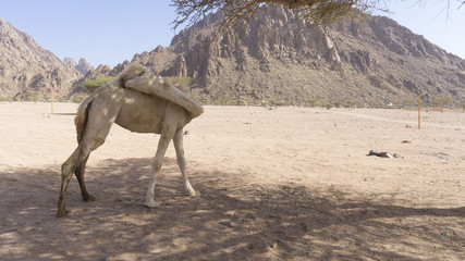 Closeup of camels at the desert. Selective focus and crop fragment.