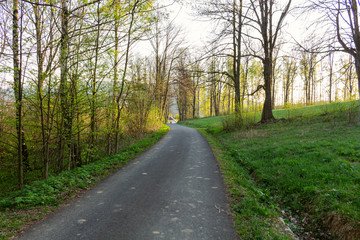 Fototapeta premium Forest spring landscape - row of forest pine trees and narrow path in the forest lit by soft spring sunlight.